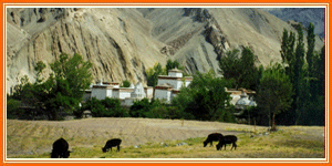 Alchi Ladakh