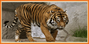 Corbett Tiger Reserves