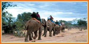 Eelephant Safari Jaipur