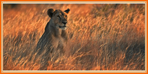 Gir National Park & Sanctuary