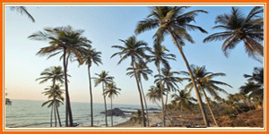 Goa, palm trees on Vagator beach