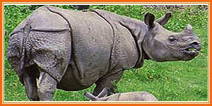 single horn Rhino - Kaziranga National Park
