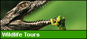 wildlife tours