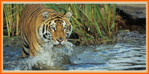 Royal Bengal Tiger Tours