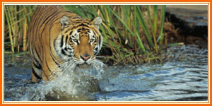 Bandhavgarh Wildlife Park